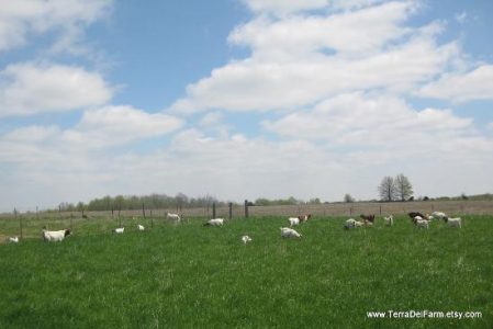 Rabbits and Chickens and Meat Goats, Oh My! Image
